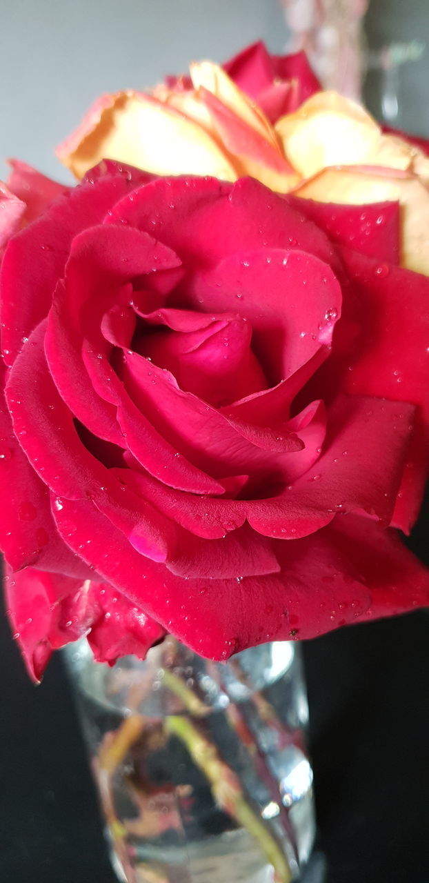 CLOSE-UP OF RAINDROPS ON PINK ROSE FLOWER