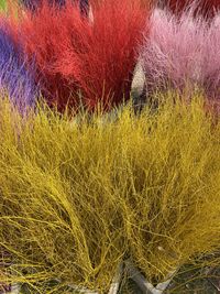 grass