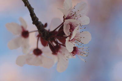 Close-up of cherry blossom