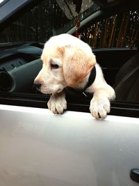 Dog peeking from car window