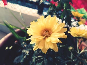 Close-up of yellow flowering plant