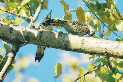 Low angle view of birds perching on tree