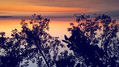 Low angle view of silhouette tree against orange sky