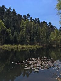 Reflection of trees in lake against sky