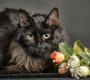 Portrait of cat by roses