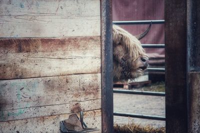 Cattle looking through window