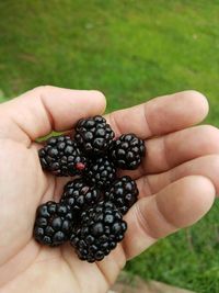 Close-up of hand holding blackberries