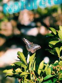 Close-up of butterfly pollinating on flower