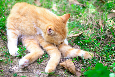 Full length of a cat lying on field