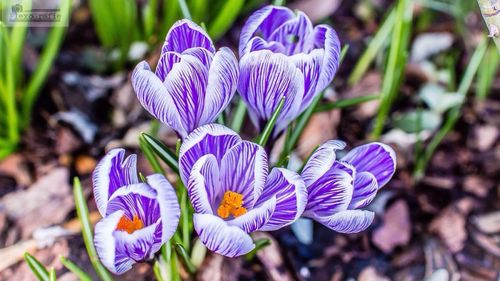 Close-up of purple flowers blooming