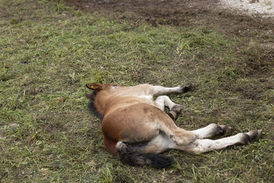 High angle view of dog sleeping on field