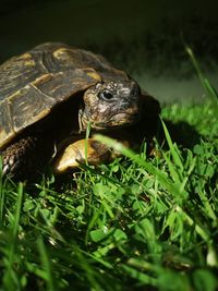 Close-up of turtle on field