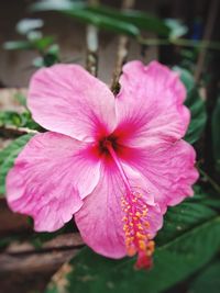 Close-up of pink flower blooming outdoors