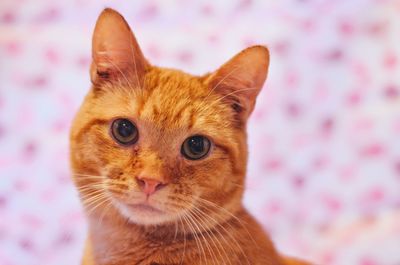 Close-up portrait of a cat