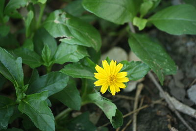 Close-up of yellow flowering plant