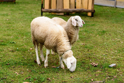 Sheep walking on grassy field