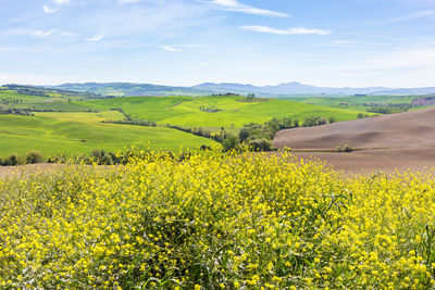 Scenic view of oilseed rape field against sky