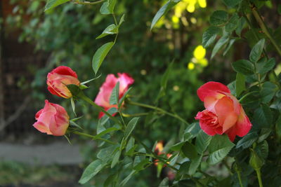 Close-up of red rose