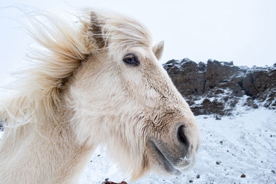 Portrait of an iceland pony