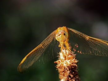 Close-up of insect on flower