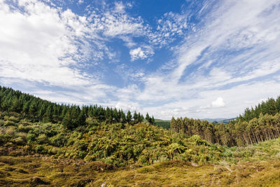 Scenic view of forest against sky