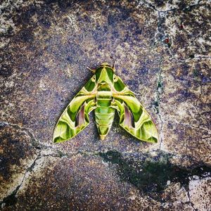 High angle view of insect on leaf