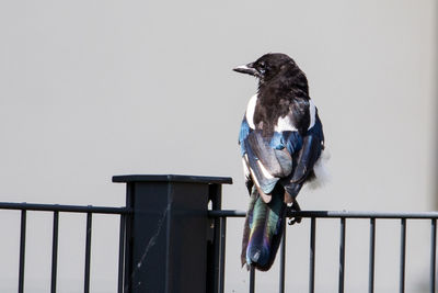 Close-up of bird perching on railing against clear sky