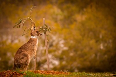 Close-up of kangaroo standing on land