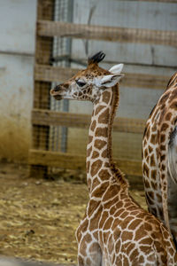 Close-up of bird in zoo