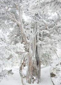 Snow covered landscape