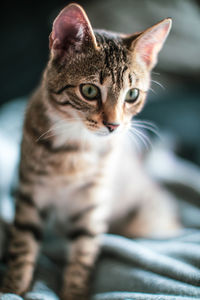 Close-up portrait of tabby cat