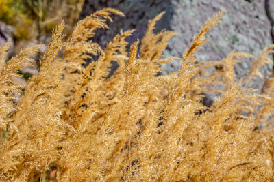 Close-up of plants on land