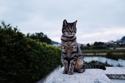 Portrait of cat sitting on retaining wall against sky