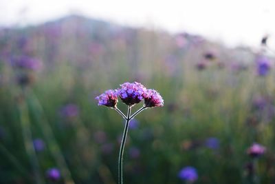Close-up of purple flowering plant on field