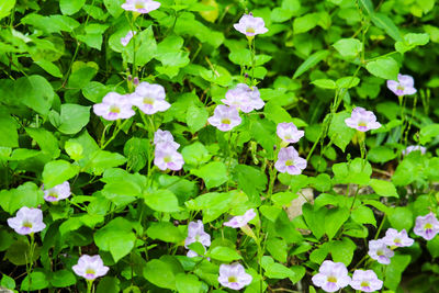 High angle view of flowering plants