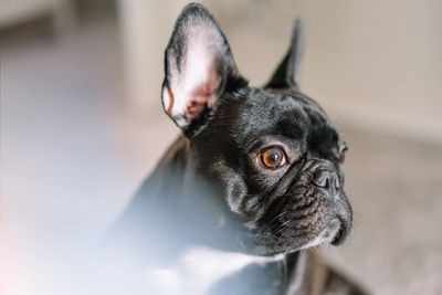 Portrait of black french bulldog