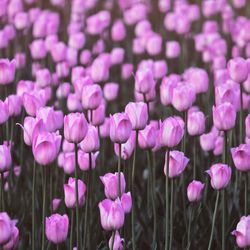 Close-up of pink flowering plants on field