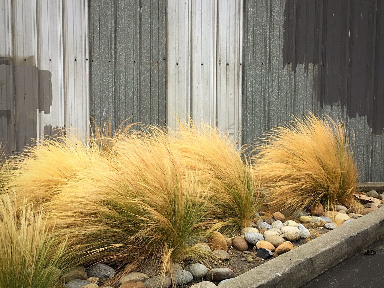 Mexican feather grass