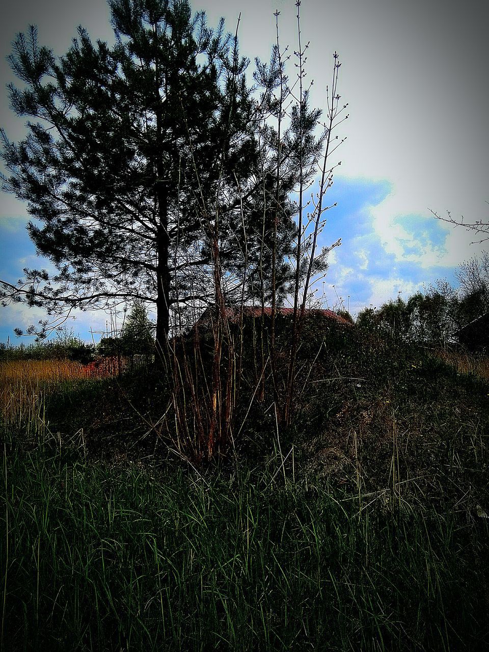 field, tree, sky, growth, nature, beauty in nature, tranquility, landscape, clear sky, tranquil scene, plant, rural scene, scenics, sunlight, flower, outdoors, grass, sun, fragility, no people