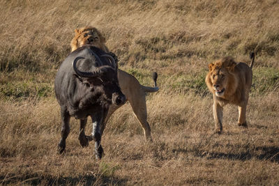 Male lion attacks cape buffalo near another