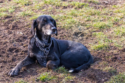 Portrait of black dog sitting on field