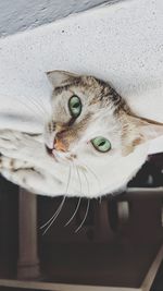 Close-up portrait of cat