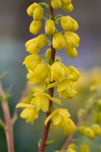 Close up of mahonia x media flowers in bloom