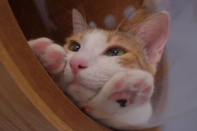 Close-up portrait of a cat