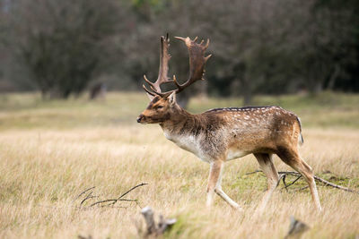 Male fallow deer walking on grassy field