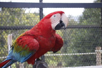 Close-up of parrot perching in cage