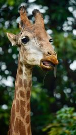 Close-up of giraffe