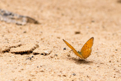 Close-up of butterfly on sand