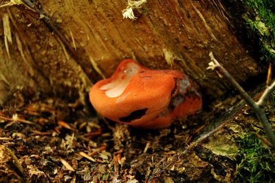 Close-up of mushroom on tree trunk