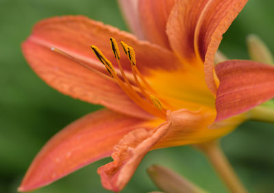 Close-up of orange lily blooming outdoors